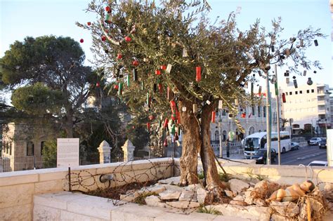 Bethlehem Museum Lights Christmas Olive Tree – Bethlehem Museum