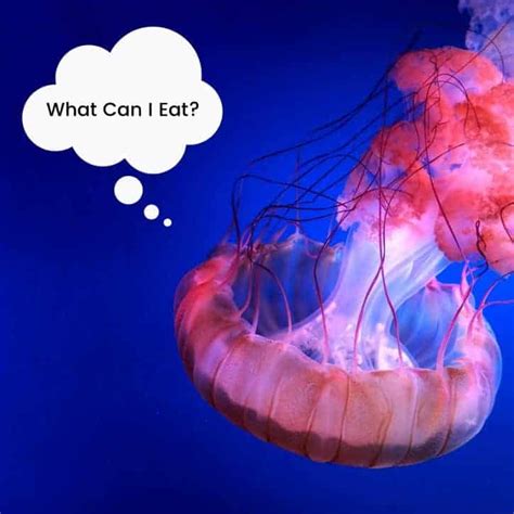 What Do Jellyfish Eat? - Animal Info World