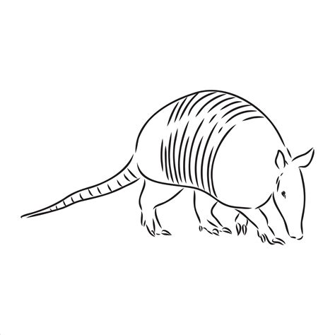 armadillo animal vector sketch 7315460 Vector Art at Vecteezy