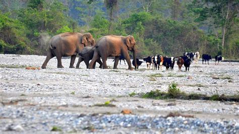 Affordable Dooars Tour Package for 3 Nights 4 Days | North Bengal Tourism