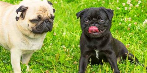 Pug Problems: 13 Health Problems They Can Suffer From