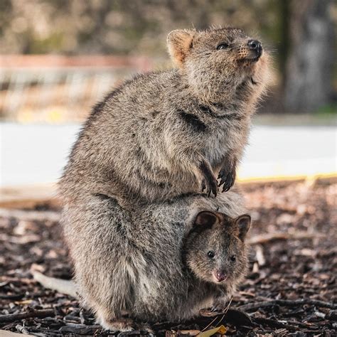 Cute Quokka Mobile Phone Wallpaper Image Instant Download 03 – As Happy As A Quokka | lupon.gov.ph