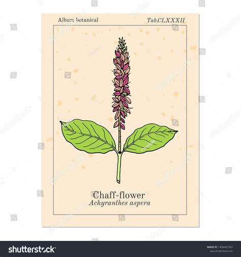 Chaff Flower: Over 20 Royalty-Free Licensable Stock Vectors & Vector ...