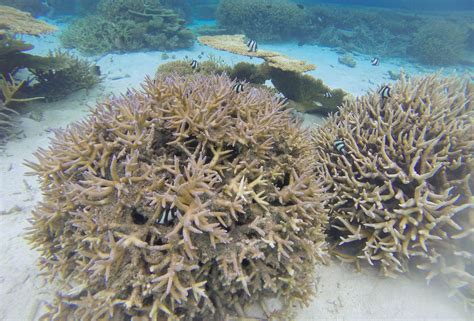 Our Snorkeling Adventures in the Maldives: Why We Spent Every Day in the Ocean - This World Traveled