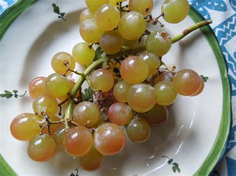 Muscat Grapes, from Chile - Photos on Cazort.net