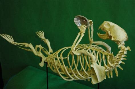 Sea Otter Disarticulated Skeleton - SkeletonsAndSkullsSuperstore