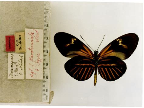 Heliconius melpomene aglaope (type specimens)