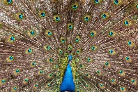 How Much Does a Peacock Cost? | HowMuchIsIt.org