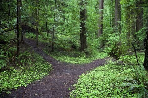 The Road Not Take | Robert Frost Two roads diverged in a yellow wood, And sorry I could not ...