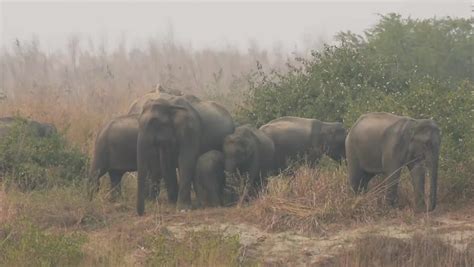 Rajaji national park Stock Video Footage - 4K and HD Video Clips ...