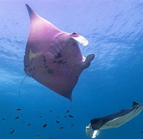 Manta Ray Advocates Hawaii - Discover the Beauty of Manta Rays