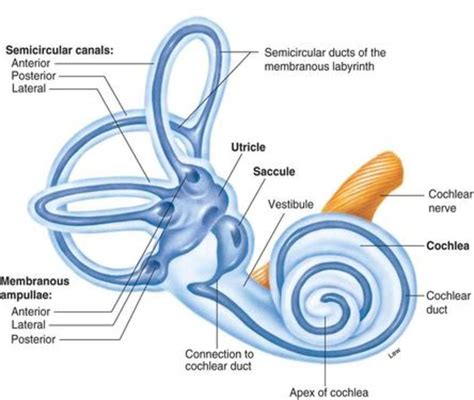 How Does the Ear Help to Maintain Balance and Equilibrium of the Body? | Owlcation
