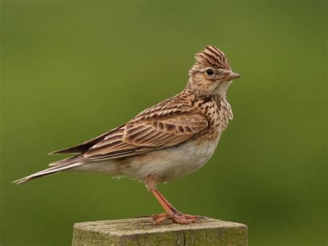 Eurasian Skylark - BirdForum Opus