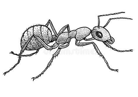 Ant Illustration, Drawing, Engraving, Ink, Line Art, Vector Stock ...