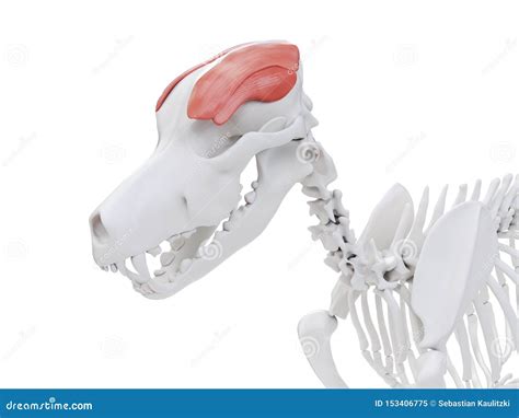 Temporalis stock illustration. Illustration of musculature - 153406775