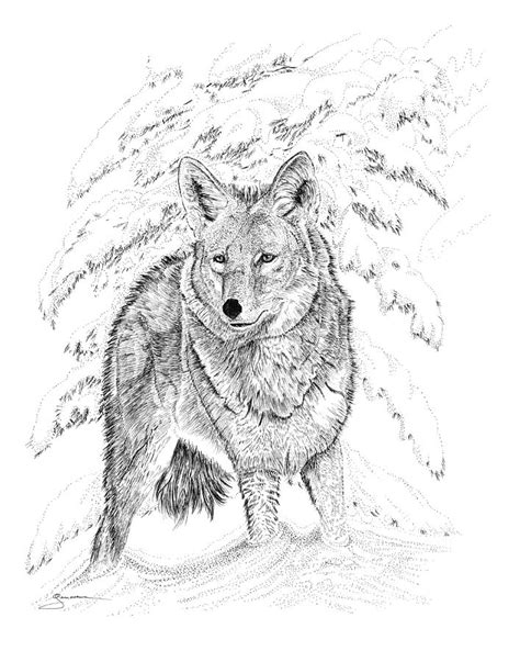 Coyote Drawing by Carl Genovese - Fine Art America