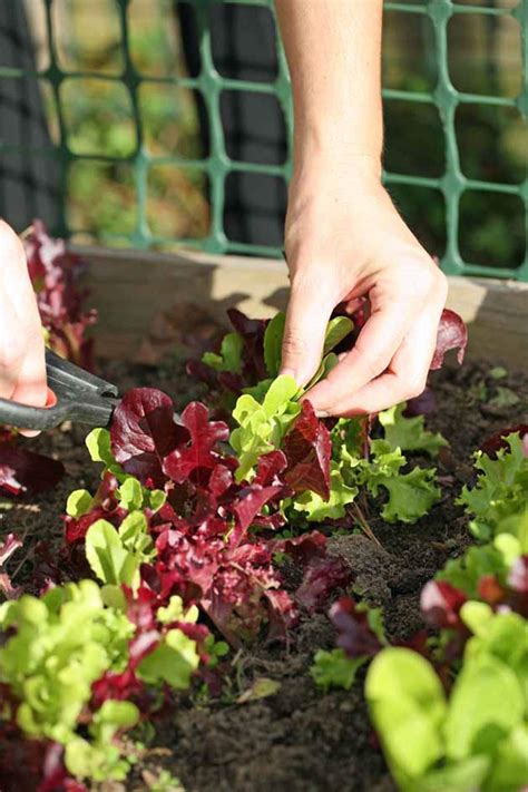 Growing Mesclun in the Home Garden - Lady Lee's Home