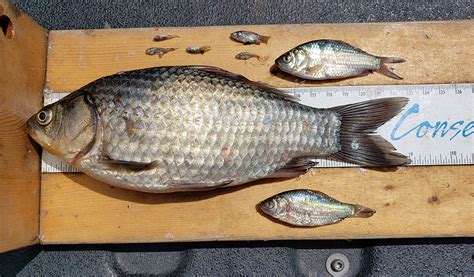 Over 10,000 Prussian Carp netted in this Alberta Reservoir - Let's Go Outdoors Canada