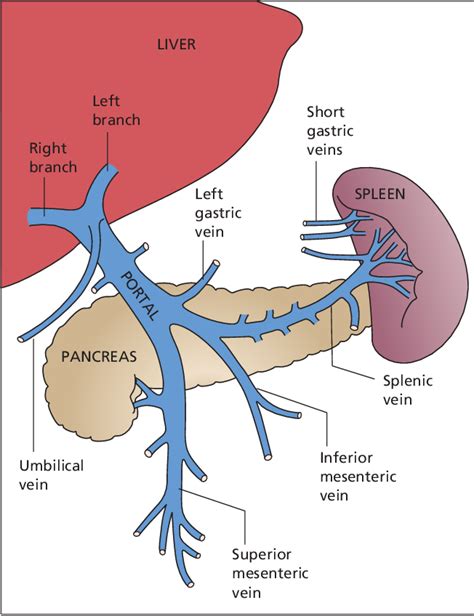 Portal Vein Anatomy