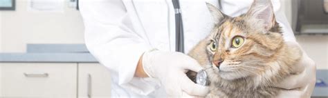 Animal Hospital Services - Myrtle Beach Veterinarian - Local Vet