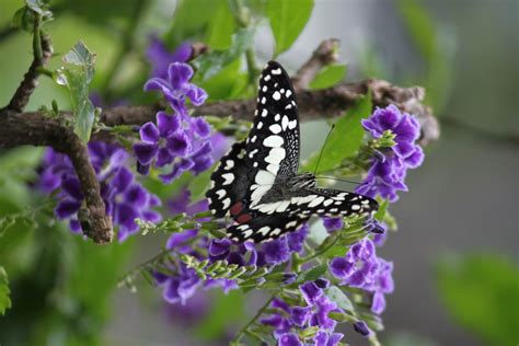 Purple Flower In Blossom, Singapore Free Stock Photo - Public Domain Pictures