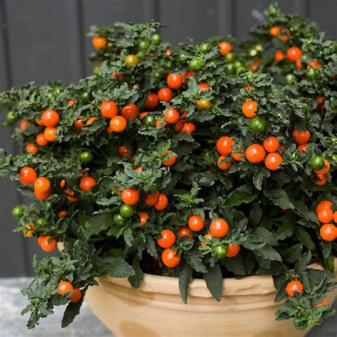 Solanum pseudocapsicum