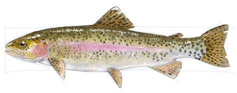 How to Draw a Trout: step-by-step - John Muir Laws