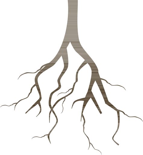 Flat illustration of roots. 24503358 Vector Art at Vecteezy