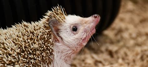 Hedgehog, African Pygmy - Louisville Zoo