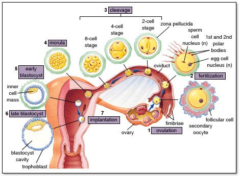 How does the fertilization process take place in the human? | Science ...