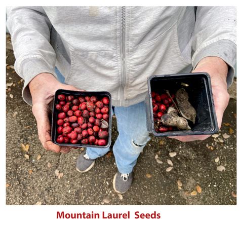 Texas Mountain Laurel Seeds - San Marcos Greenbelt Alliance