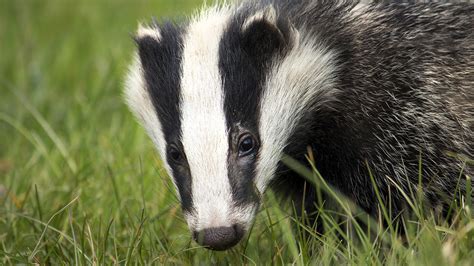 Badger facts and information | Trees for Life