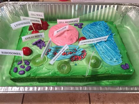 Simple Plant Cell 3d Model