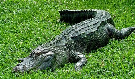 Reptiles - Lizards and snakes, crocodiles and alligators, turtles and tortoises - What are ...