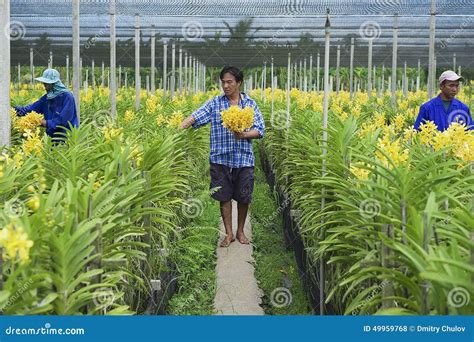 People Work at the Orchid Farm in Samut Songkram, Thailand. Editorial ...