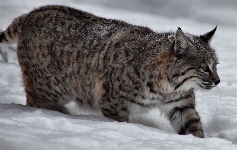 Bobcat in the snow... Black Bobcat, Tiger Species, Wild Tiger, River ...