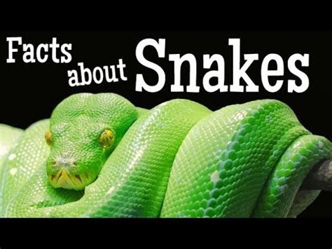 Facts about Snakes for Kids - YouTube