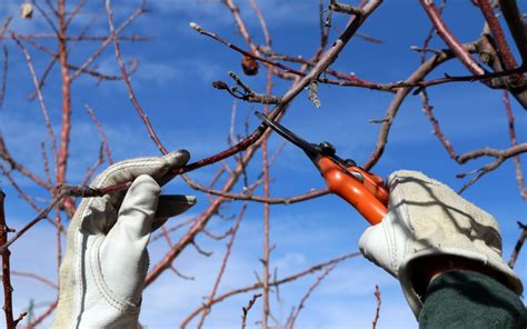 The Basics of Fruit Tree Pruning | 505 Outside