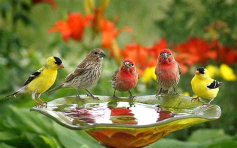 Free photo: Bird drinking water - Animal, Bird, Drink - Free Download ...