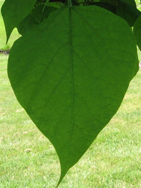 Franklin & Marshall - Northern Catalpa (Catalpa speciosa)