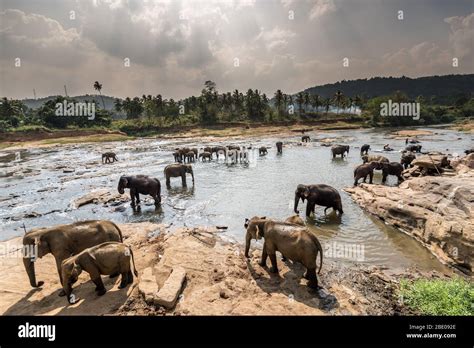 Pinnawala Elephant Orphanage, Sri Lanka Stock Photo - Alamy