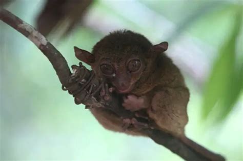 Tarsier - Description, Habitat, Image, Diet, and Interesting Facts