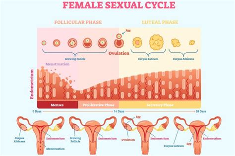 Endometrial Thickness: What Is The Normal Range?