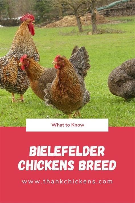 Bielefelder chickens breed: A Comprehensive Guide - Thank Chickens