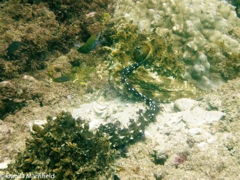 Two octopus mating | NotDunRoamin - travel blog