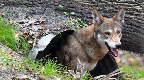 Effort to prevent 'coywolf' hybrids is working, study finds | Science ...