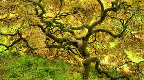 Hope for Dry Tropical Forests – Philip Carr-Gomm