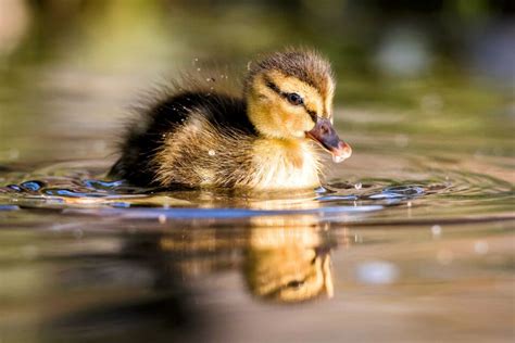 Ducklings swim in line to reduce drag • Earth.com