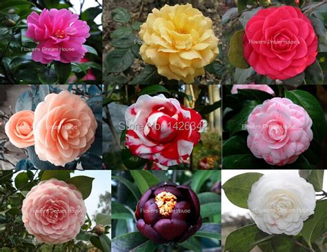 Mix 9 colors camellia rare flower seeds perennial total 90pcs/lot ...