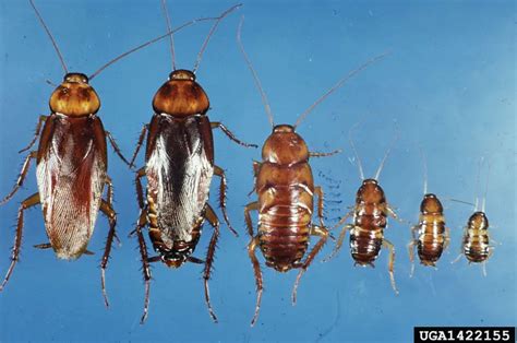 Baby Cockroach: All You Need to Know | APB